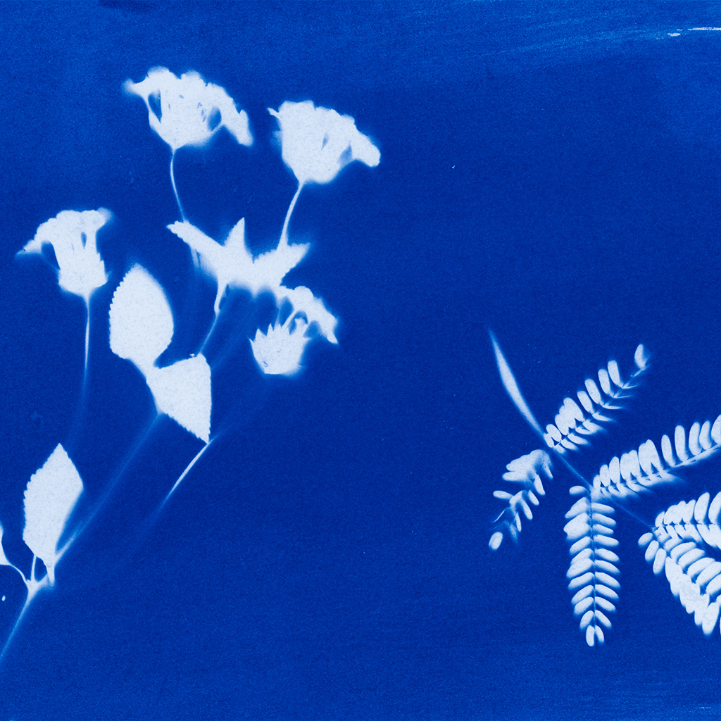 Unraveling the Mystery of Bioavailability: Understanding the Key to Effective Supplementation - Haelf